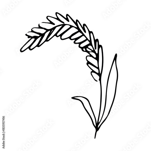 Hand drawn cereal wheat oat rye barley rice ears spikelet clipart Organic wheat bread agriculture farming harvest healthy food Single element for print packaging label design decor
