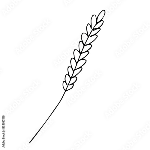 Hand drawn cereal wheat oat rye barley rice ears spikelet clipart Organic wheat bread agriculture farming harvest healthy food Single element for print packaging label design decor