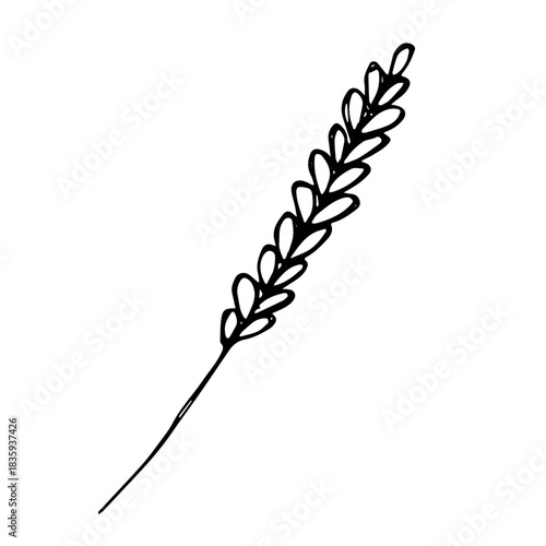 Hand drawn cereal wheat oat rye barley rice ears spikelet clipart Organic wheat bread agriculture farming harvest healthy food Single element for print packaging label design decor
