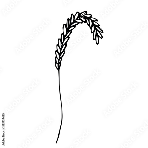 Hand drawn cereal wheat oat rye barley rice ears spikelet clipart Organic wheat bread agriculture farming harvest healthy food Single element for print packaging label design decor