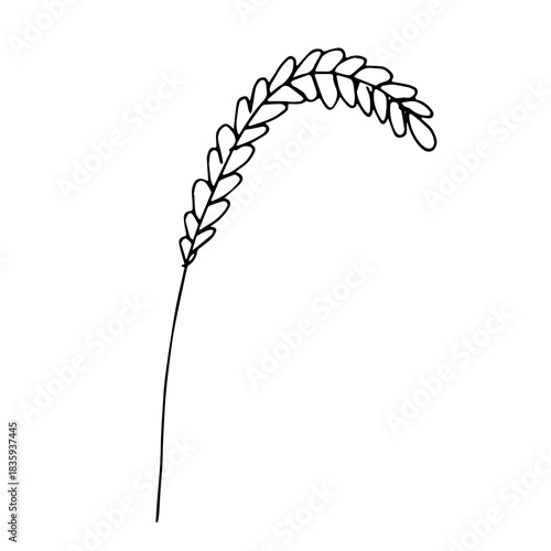 Hand drawn cereal wheat oat rye barley rice ears spikelet clipart Organic wheat bread agriculture farming harvest healthy food Single element for print packaging label design decor