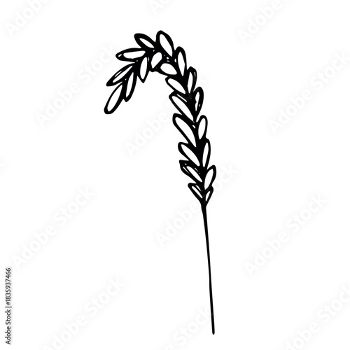 Hand drawn cereal wheat oat rye barley rice ears spikelet clipart Organic wheat bread agriculture farming harvest healthy food Single element for print packaging label design decor