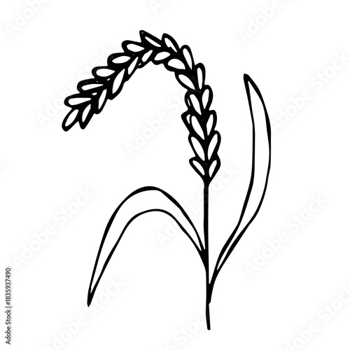 Hand drawn cereal wheat oat rye barley rice ears spikelet clipart Organic wheat bread agriculture farming harvest healthy food Single element for print packaging label design decor