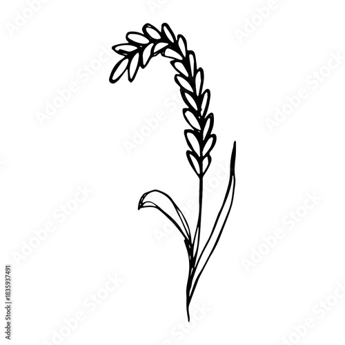 Hand drawn cereal wheat oat rye barley rice ears spikelet clipart Organic wheat bread agriculture farming harvest healthy food Single element for print packaging label design decor