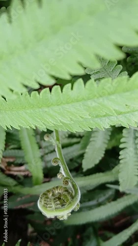 Ferns Growing Wild around the Yard