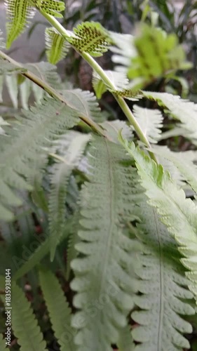 Ferns Growing Wild around the Yard