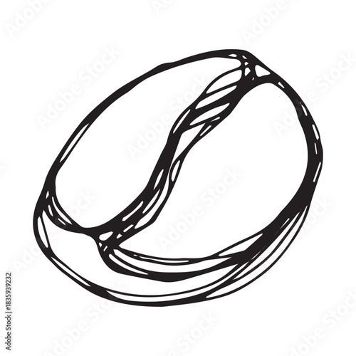 Hand drawn fresh roasted coffee bean Arabica robusta seed doodle Single element for print, web, design, decor