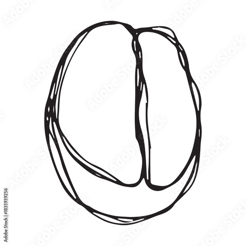 Hand drawn fresh roasted coffee bean Arabica robusta seed doodle Single element for print, web, design, decor