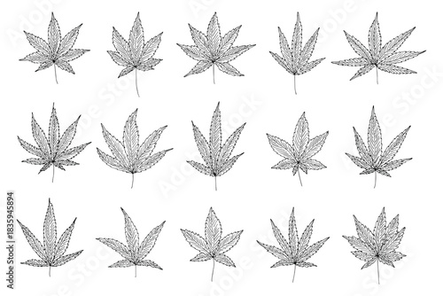 Set of hand drawn cannabis leaf Medicine marijuana Hemp leaves clipart in doodle style Single element for print, web, design, decor