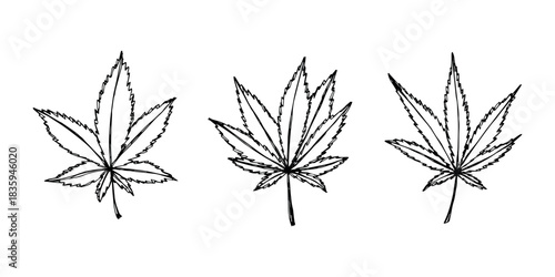 Set of hand drawn cannabis leaf Medicine marijuana Hemp leaves clipart in doodle style Single element for print, web, design, decor