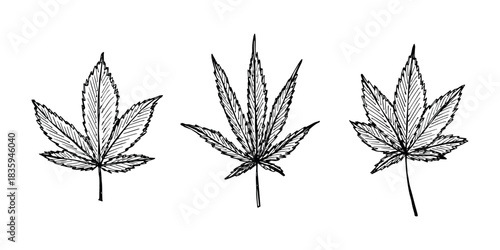 Set of hand drawn cannabis leaf Medicine marijuana Hemp leaves clipart in doodle style Single element for print, web, design, decor