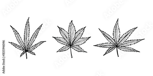 Set of hand drawn cannabis leaf Medicine marijuana Hemp leaves clipart in doodle style Single element for print, web, design, decor
