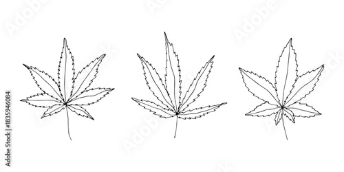 Set of hand drawn cannabis leaf Medicine marijuana Hemp leaves clipart in doodle style Single element for print, web, design, decor