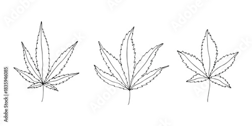 Set of hand drawn cannabis leaf Medicine marijuana Hemp leaves clipart in doodle style Single element for print, web, design, decor