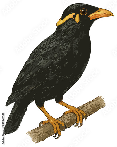 Gracula robusta illustration clip art