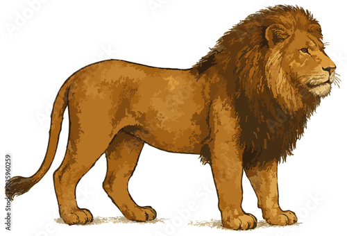 Panthera leo illustration clip art