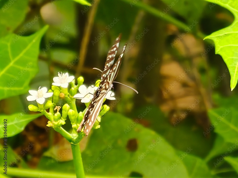 Fototapeta premium Close-Up of Blue Glassy Tiger Butterfly on Flower