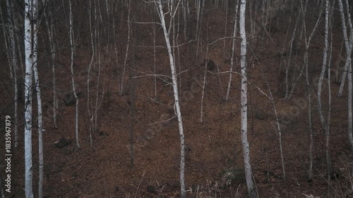 Wallpaper Mural 茶色と白のコントラストが美しい秋の白樺の森 Torontodigital.ca