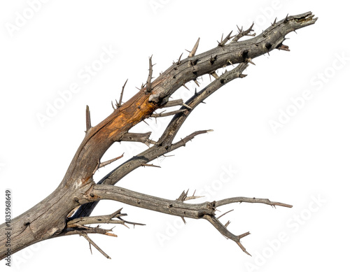 Close-up of decaying tree branch with several smaller, bare branches jutting out from its body