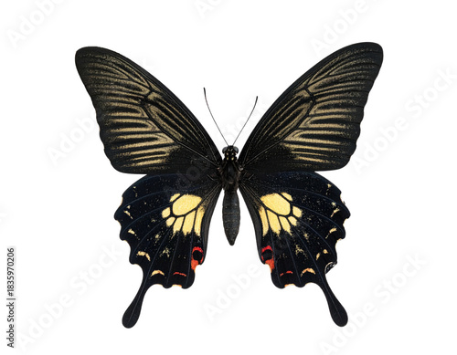 A butterfly with striking black and gold wings, set against a transparent background