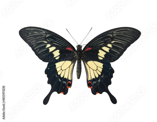 A black and yellow butterfly, wings spread, isolated on a solid black background