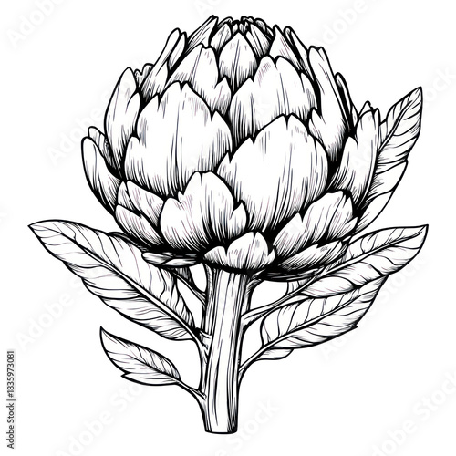 Artichoke botanical illustration isolated on transparent background