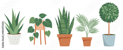 assortment of potted indoor plants on a white background 