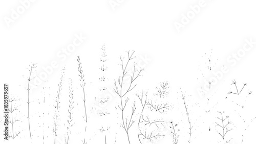 Minimalist floral line art illustration delicate botanical design perfect for backgrounds and subtle design elements