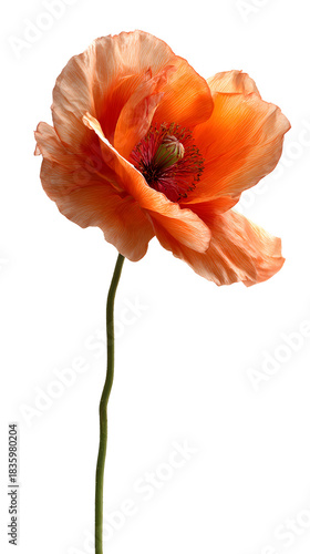 Orange poppy shows delicate petal texture against a black backdrop. Ideal for posters, digital art, floral designs, and backgrounds.