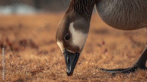 White pelican bird on the beach with a big bill, capturing nature and wildlife by the sea water
