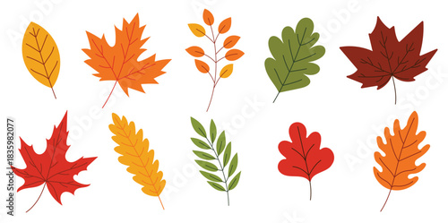  set of colorful autumn leaves are drawn in various sizes 