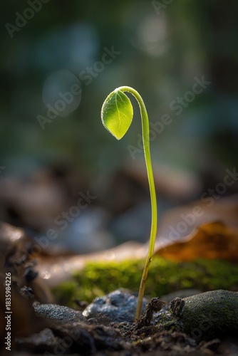 A delicate sprout emerging from the soil, symbolizing hope, renewal, and emotional recovery in challenging times.