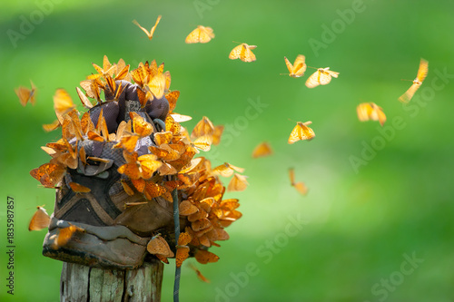Close-up swarms of Small Leopard Butterflies feeding on a hiking shoe.