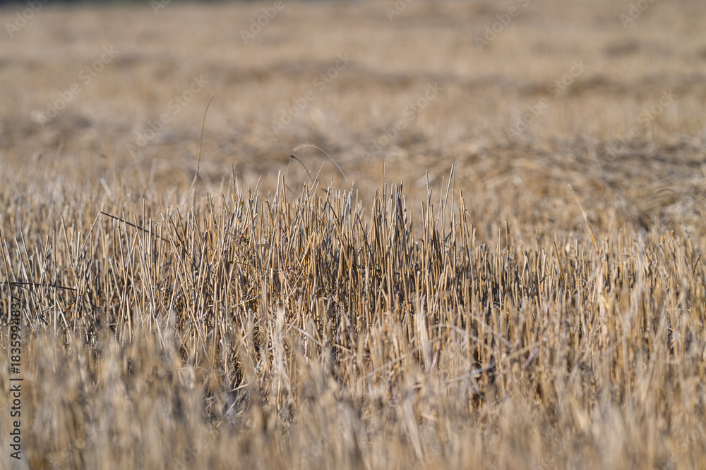 Obraz premium Expansive and Beautiful Golden Fields of Grain Spread Out Beneath Clear and Bright Skies