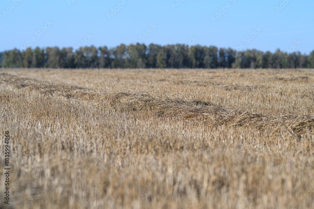 Naklejka premium A Beautiful Golden Wheat Field Spreading Out Under a Clear and Bright Blue Sky Above