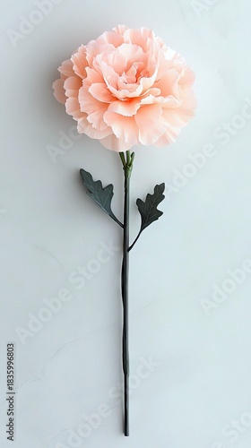 Peach Carnation on White Background