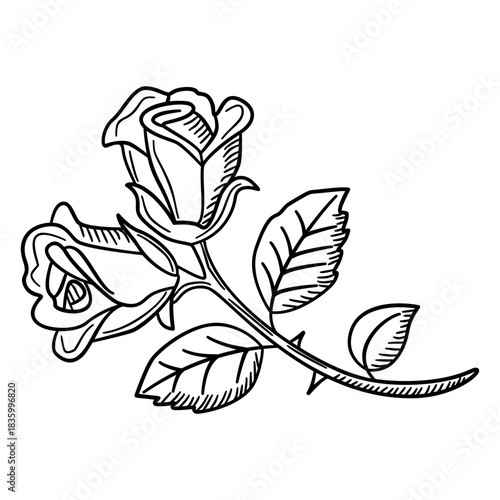 Two blooming roses with leaves on curved stem in elegant floral design