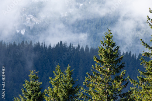 Foto Evergreen treetops with cones rise against a misty, layered mountain forest
