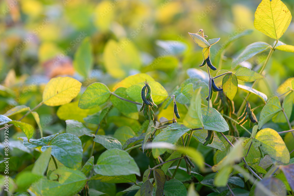 Obraz premium Young soybean cover crop in sustainable farming setting, mixed greens and soil health indicators, biodiversity hints and soft sunlight, eco friendly cultivation atmosphere