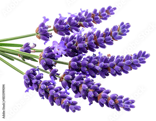 Curved Lavender Sprig with Gentle Bend, Macro Close-Up, Isolated on Transparent Background (2)