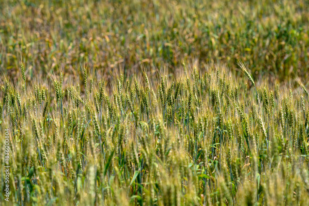 Naklejka premium A golden wheat field stretches majestically under a clear blue sky, embodying natures beauty