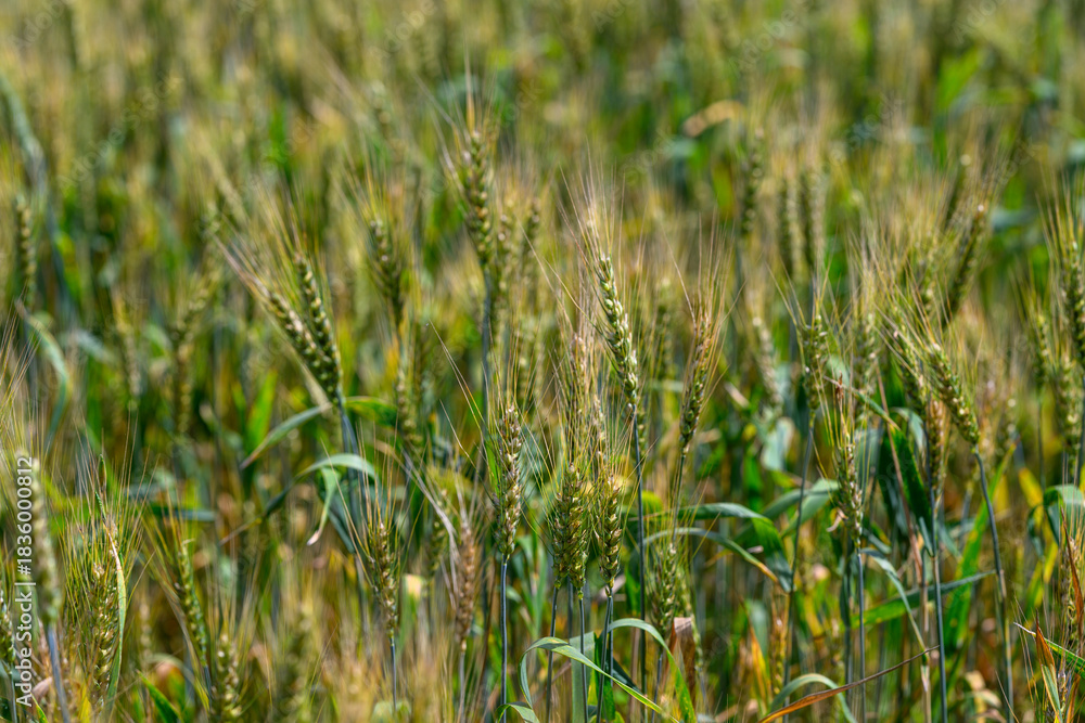Naklejka premium A Beautiful and Vibrant Wheat Field Glimmering Under the Bright Sunlight of a Clear Blue Sky