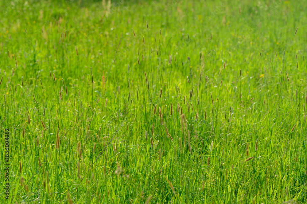 Obraz premium A Lush Green Meadow Filled with Fresh Grass, Vibrant Wildflowers, and Natures Beauty