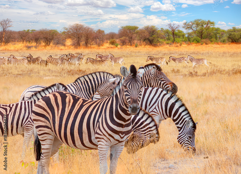 Obraz premium Zebra standing in yellow grass on Safari watching, Africa savannah - Etosha National Park, Namibia