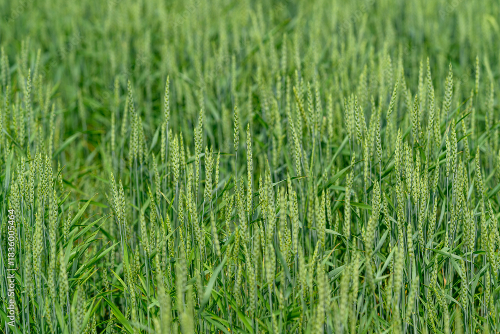 Obraz premium A Beautiful Lush Green Wheat Field That Is Ready for Harvesting in the Season Ahead