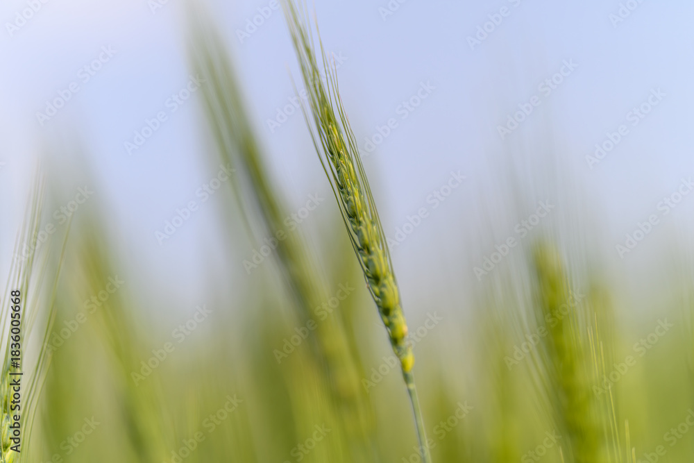 Obraz premium A Stunning Lush Green Wheat Field CloseUp That Captures the Beauty of Agriculture and Nature