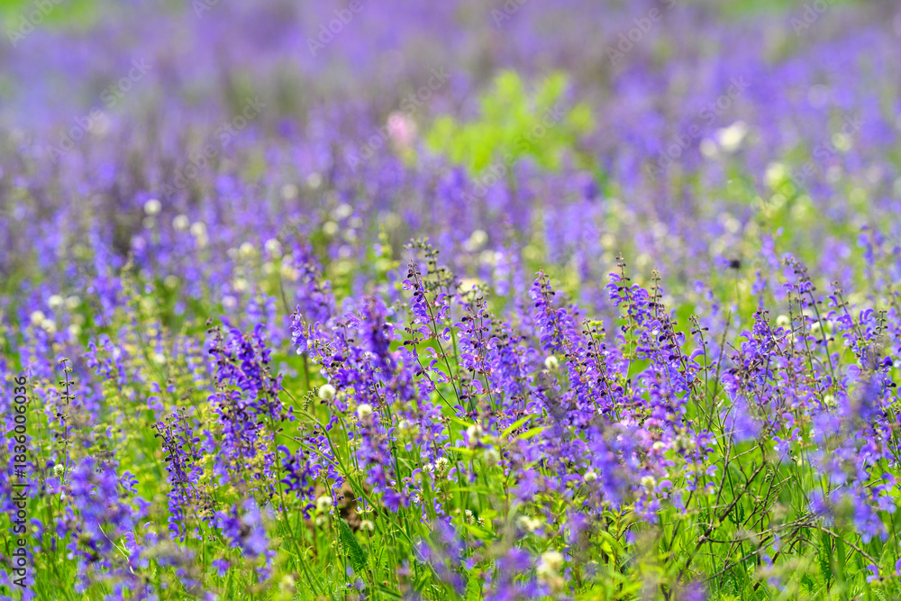Naklejka premium A Field of Vibrant Purple Wildflowers is in Full Bloom, Captivating All Who Pass by