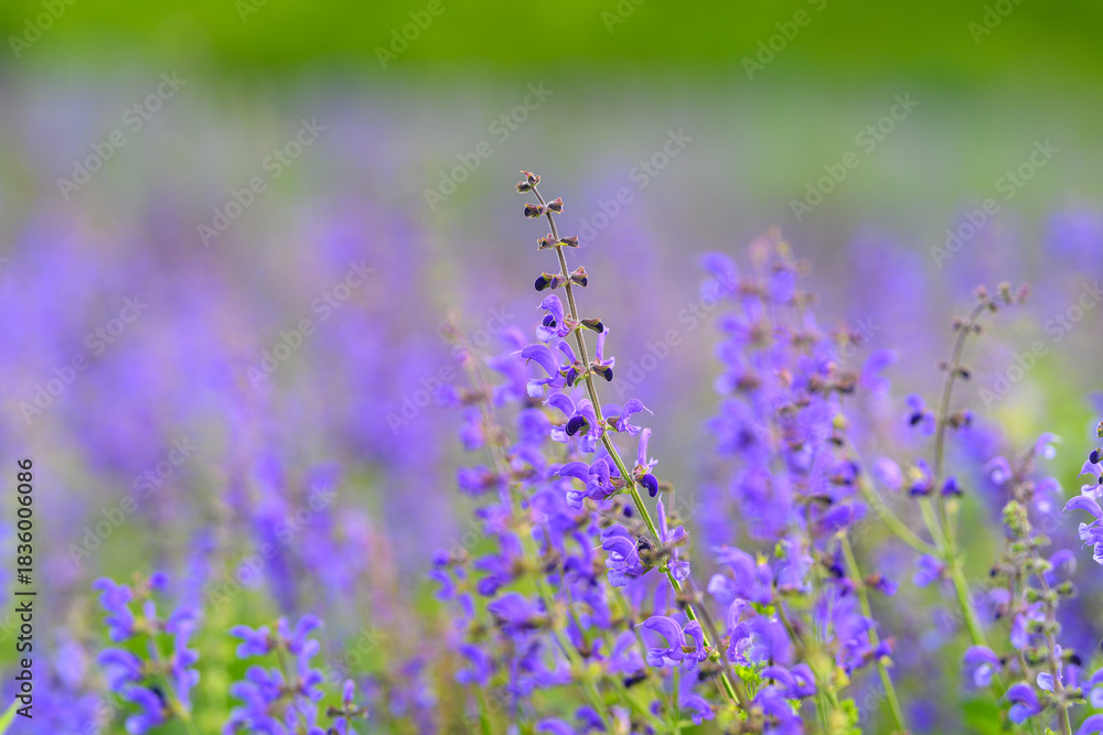 Obraz premium Enjoy the stunning view of vibrant lavender fields in bloom, showcasing natures beauty