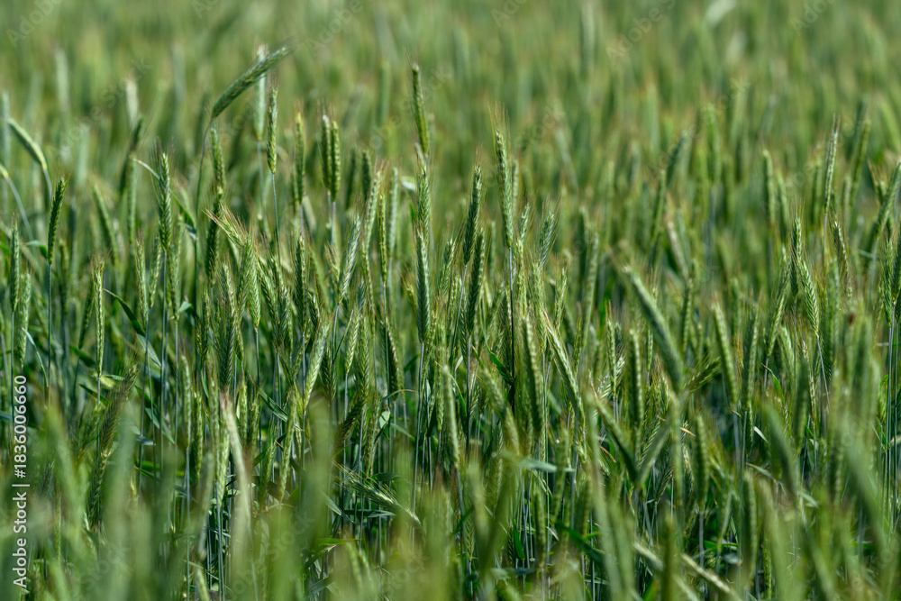 Obraz premium A Beautiful and Lush Green Wheat Field that is Completely Ready for the Harvesting Process