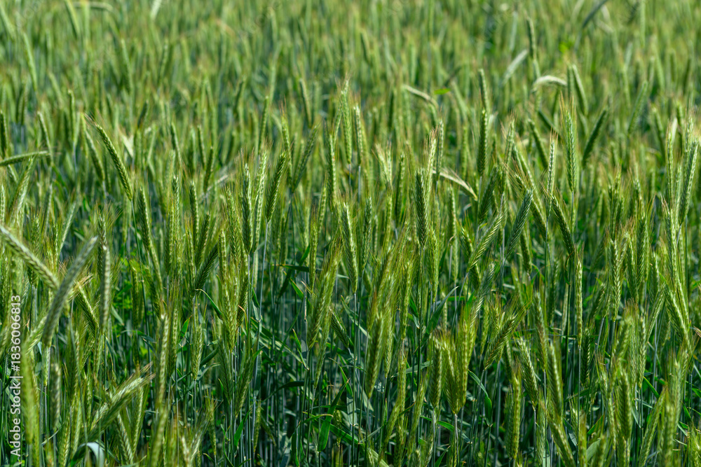 Obraz premium A Lush, Verdant Green Wheat Field Beautifully Bathed Under Bright, Warm Sunlight Today